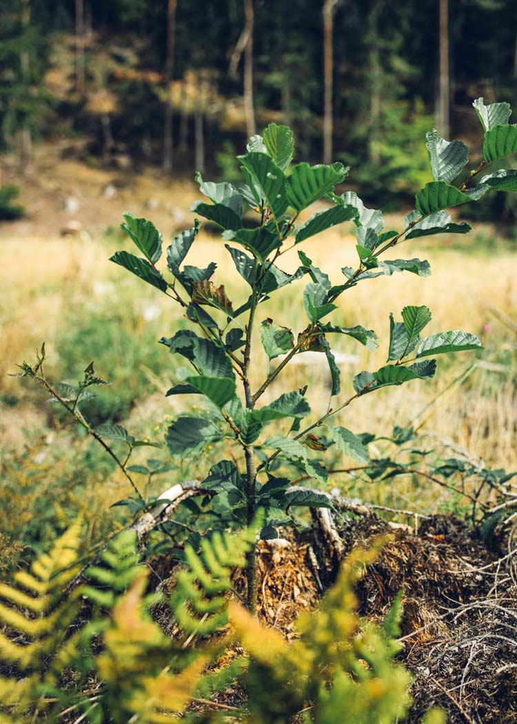 Wijld Forest Sponsorship Waldpatenschaft 1 m² Geschenk