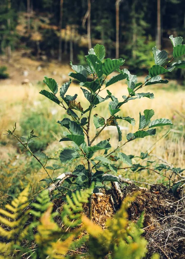 Wijld Forest Sponsorship Waldpatenschaft Urkunde 1 m²