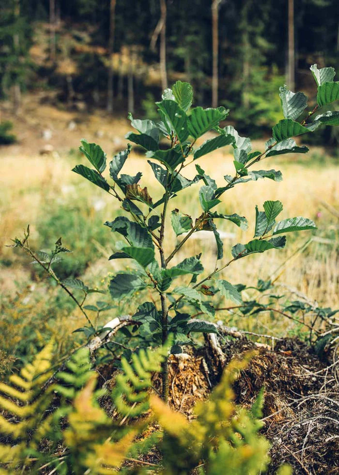 Wijld Forest Sponsorship Waldpatenschaft Urkunde 1 m²